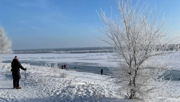 Лебеди зимуют на Бии в Бийске.