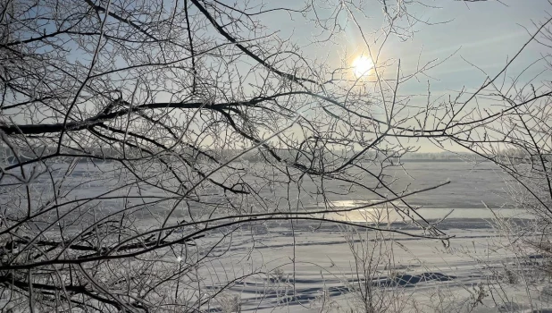 Лебеди зимуют на Бии в Бийске.