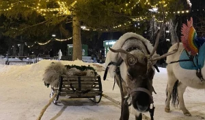 Барнаульская елка прославилась на всю Россию в TikTok