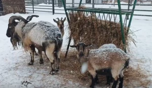 Муфлоны в барнаульском зоопарке