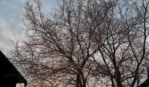 Рассвет в Барнауле, 14 января 2025. 