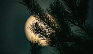 Полнолуние, январь 2025. 