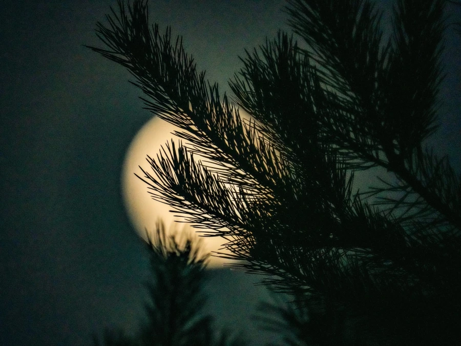 Полнолуние, январь 2025. 