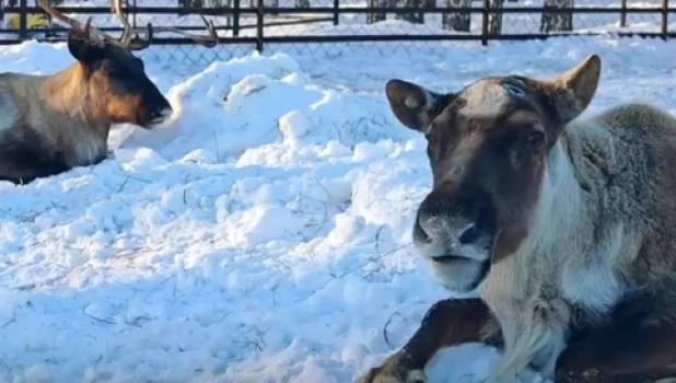 Северные олени 