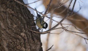 Синица в парке им. Ленина, Барнаул.