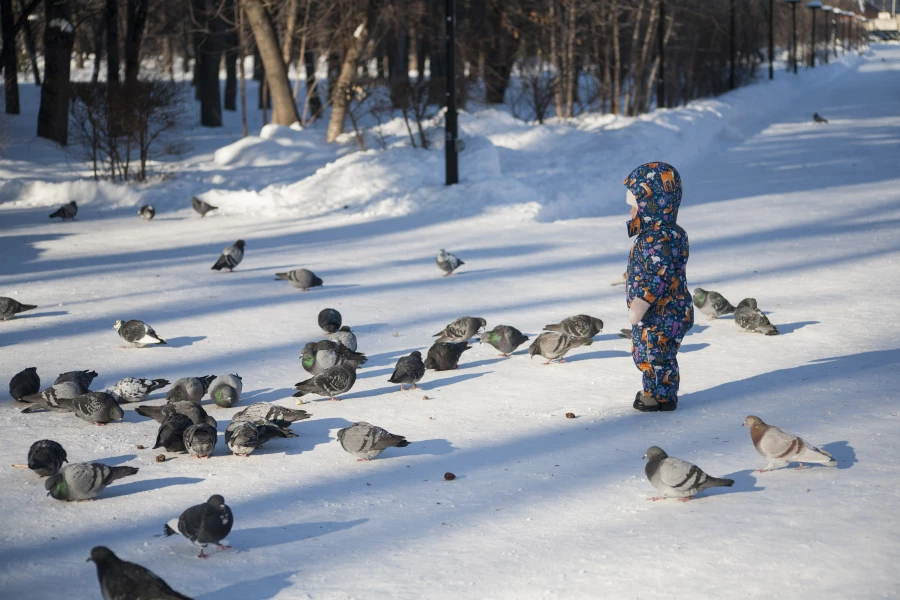 Птицы в парках барнаула.
