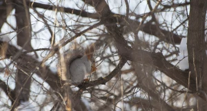 Белка в парке. Барнаул.