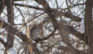 Белка в парке. Барнаул.