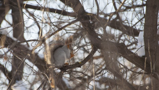 Белка в парке. Барнаул.