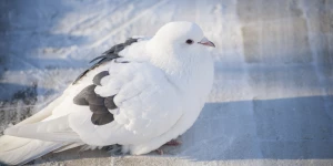 Голубь в парке "Изумрудный", Барнаул.