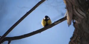 Синица в парке "Изумрудный", Барнаул.