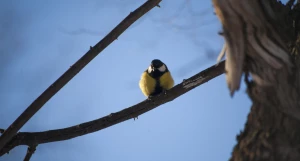 Синица в парке "Изумрудный", Барнаул.