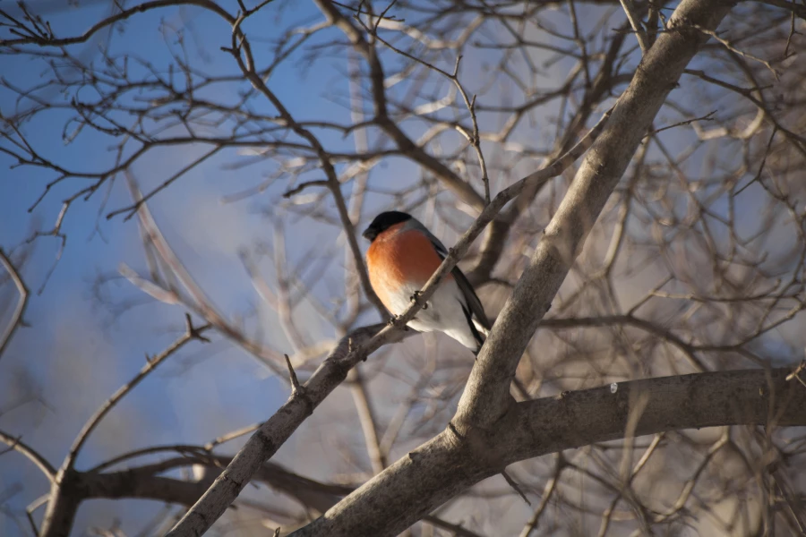 Снигирь в парке "Изумрудный", Барнаул.