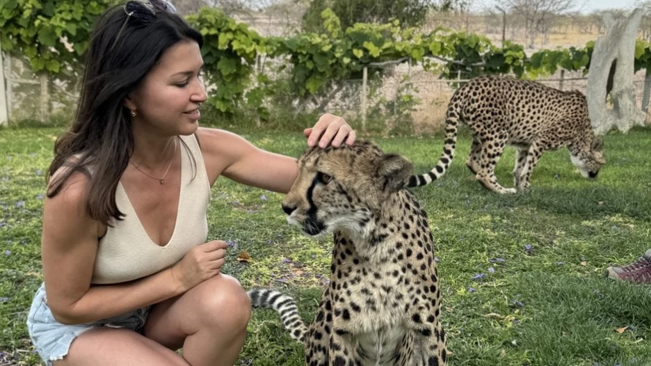 В центре гепардов. Намибия, Африка.