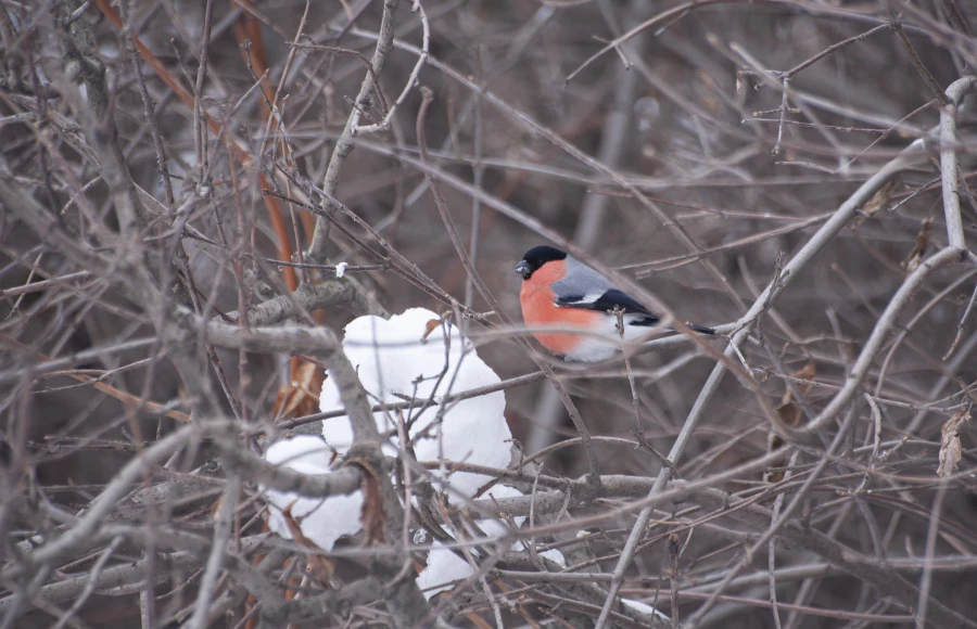 Снегири в Барнауле, 2025 год.