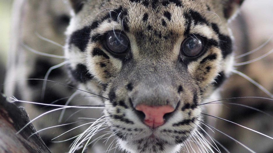 Дымчатый леопард.