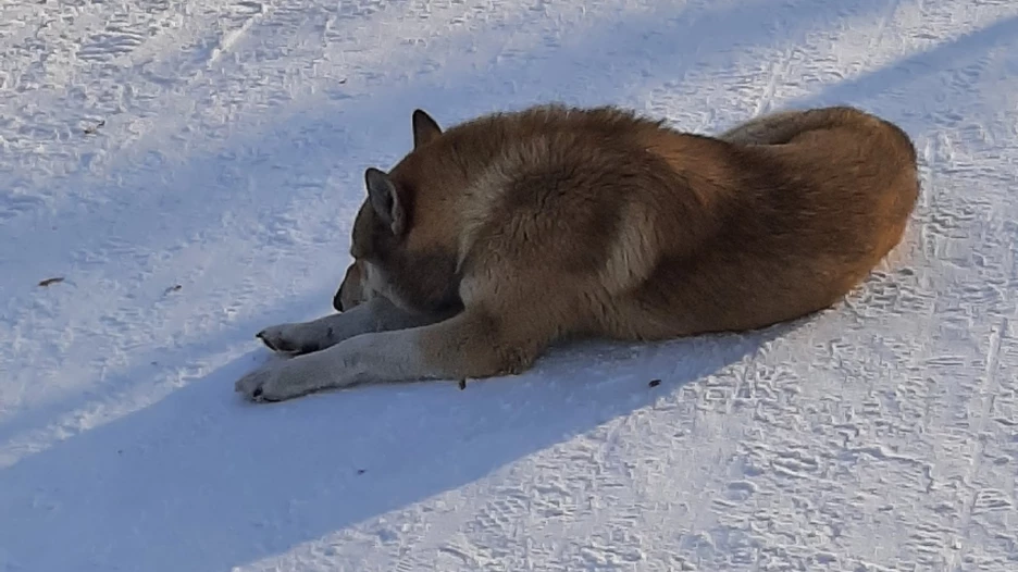 Волк в поисках хозяина в «Изумрудном».