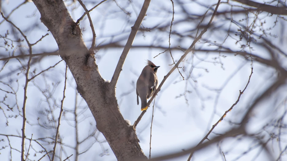 Толстенькие свиристели в Барнауле, 2025 год.