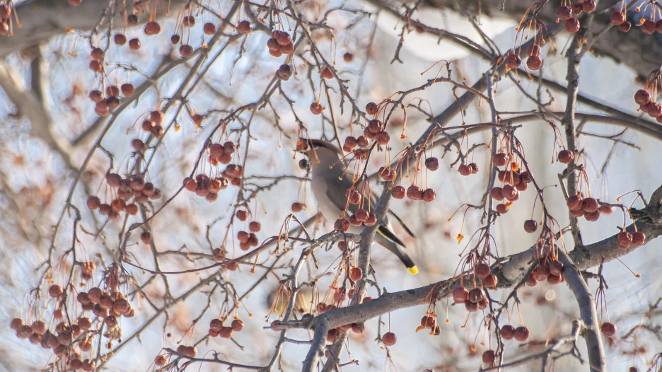 Толстенькие свиристели в Барнауле, 2025 год.