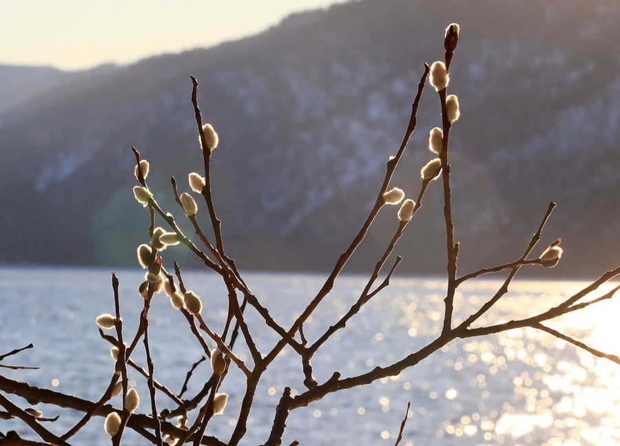Верба в феврале на Телецком озере.