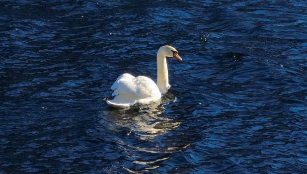 Лебедь-шипун.