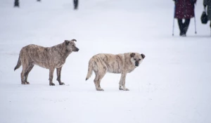 Бродячие собаки в Барнауле. 