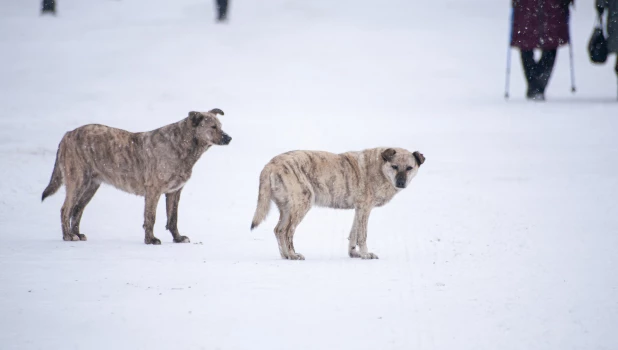 Бродячие собаки в Барнауле. 