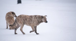 Бродячие собаки в Барнауле. 