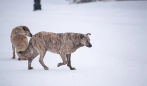 Бродячие собаки в Барнауле. 