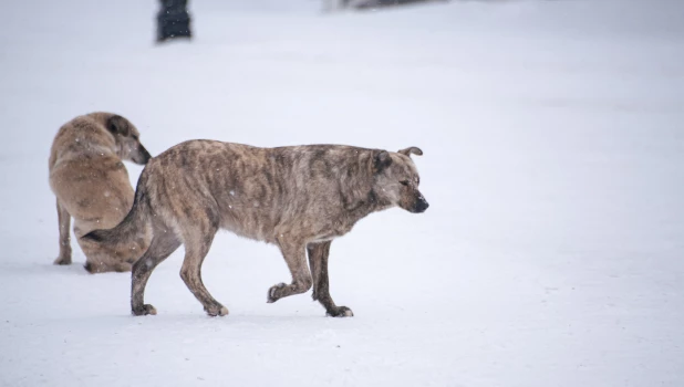 Бродячие собаки в Барнауле. 