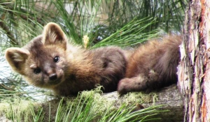 Лесная куница.