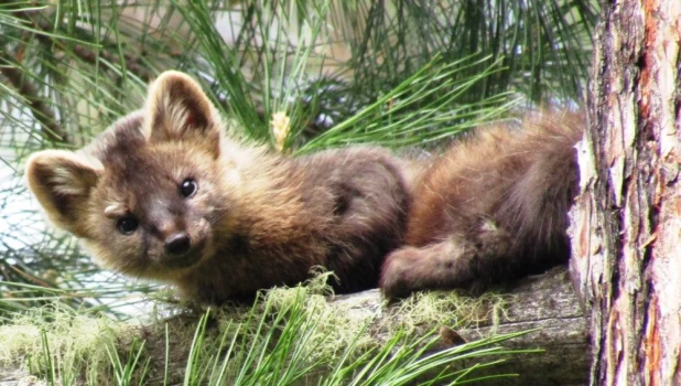 Лесная куница.