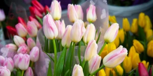 Тюльпаны.