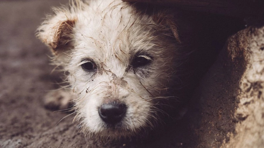 Бездомная собака.