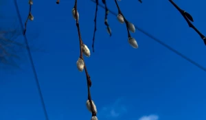 Верба сбросила почки 