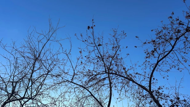 Свиристели на яблонях 