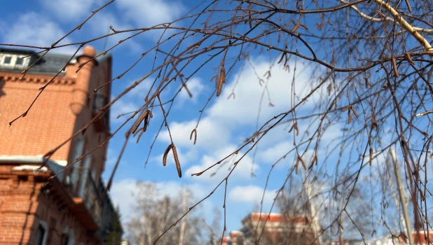 На березе распустились почки 