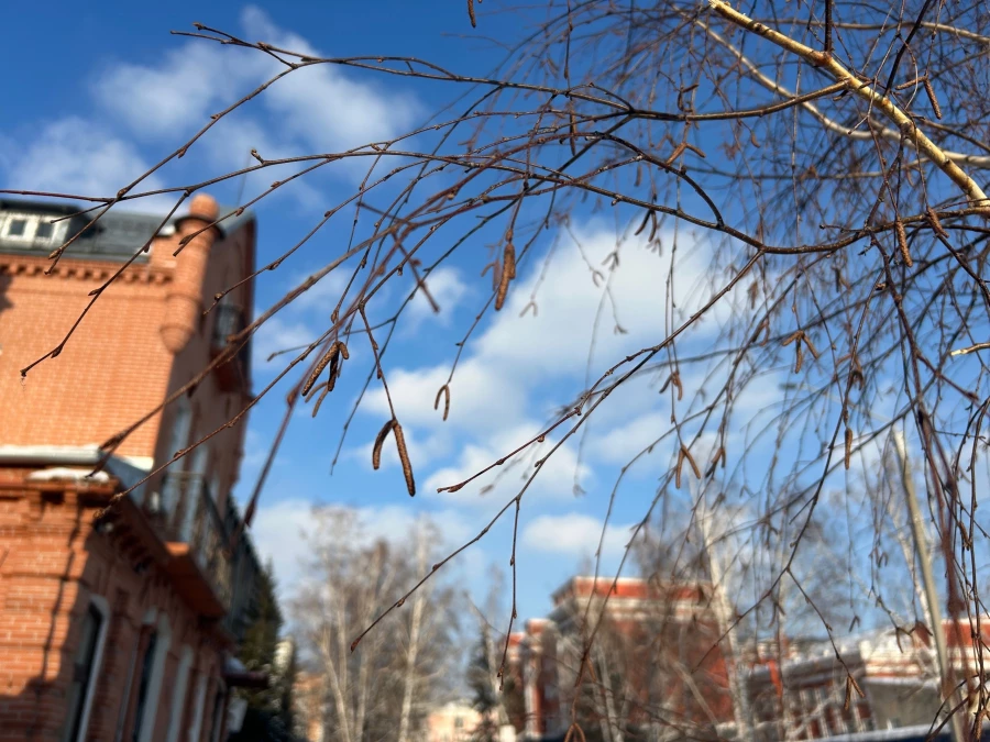 На березе распустились почки 