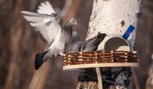 Парк "Юбилейный" в марте, 2025 год.