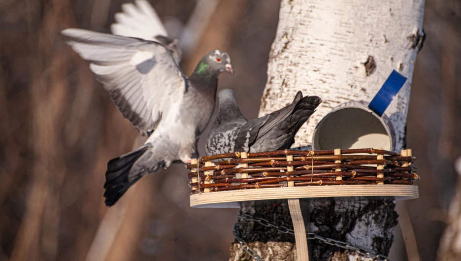 Парк "Юбилейный" в марте, 2025 год.