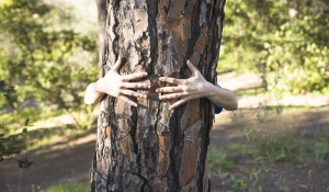 Человек обнимает ствол дерева.
