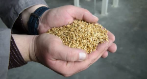 Горстка зерна 
