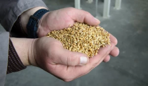 Горстка зерна 
