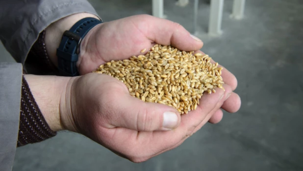 Горстка зерна 