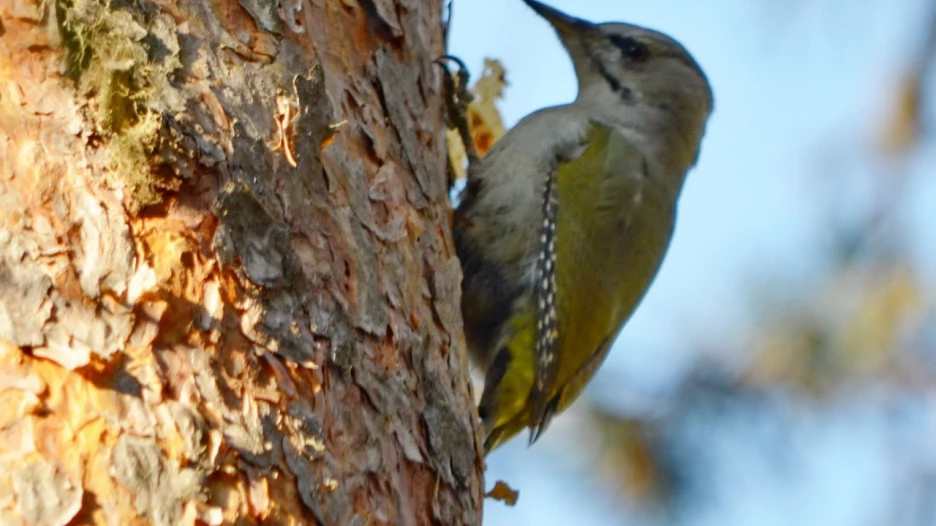 Зеленый дятел.