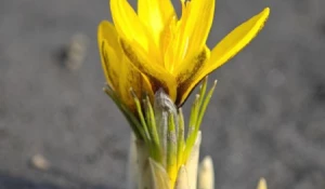 Непонятные цветочки распускаются в барнаульском зоопарке