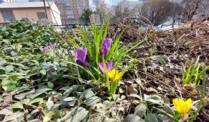 Первые цветы