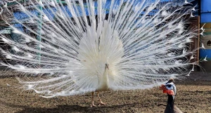 Павлин раскрыл хвост и устроил переполох в курятнике в барнаульском зоопарке