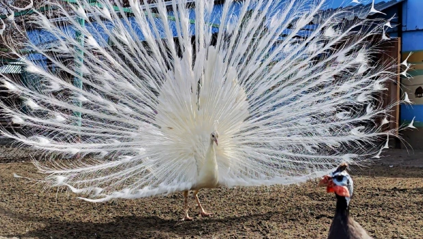 Павлин раскрыл хвост и устроил переполох в курятнике в барнаульском зоопарке