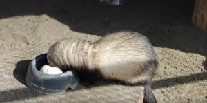 Хорек продемонстрировал свой невероятный аппетит